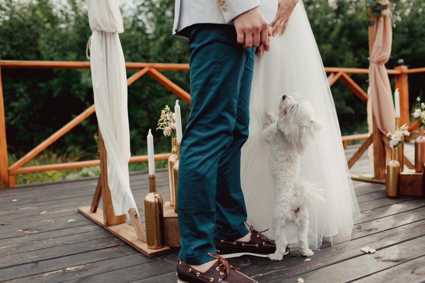 Домашние животные на свадьбе: что нужно учесть?